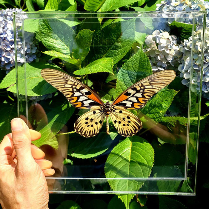 Giant African Glider