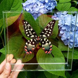 Madagascan Giant Swallowtail