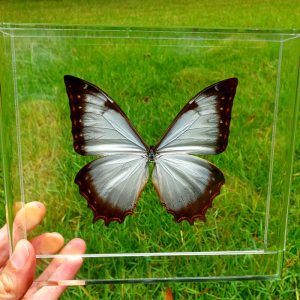 The Ghost Morpho