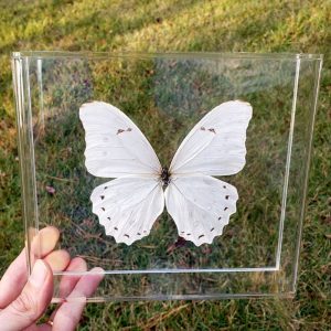 The White Morpho
