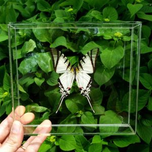Zebra Swallowtail